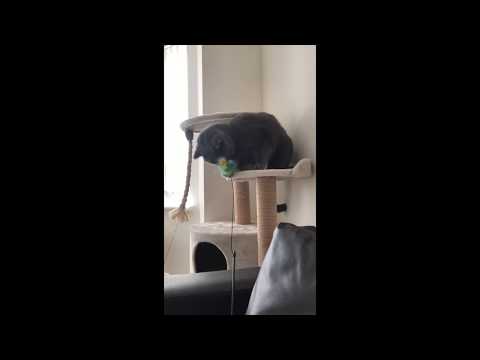 British Shorthair Playing On The Scratch Tree