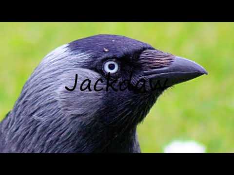 How to Pronounce Jackdaw?