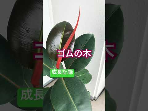 園芸 小葉のゴムの木