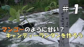 マンゴーのように甘い？キャンディーランタンを作ろう＃１