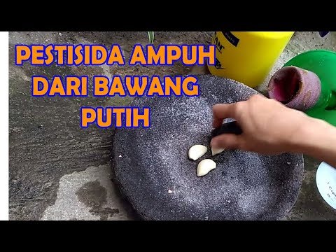 , title : 'APLIKASI BAWANG PUTIH AMPUH BASMI HAMA | Organik,Cabe,Tomat,Sawi| Organic Pesticide from Garlic'