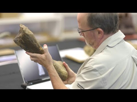 Australia's largest dinosaur identified as new species | AFP