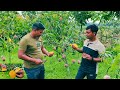 Miyazaki Mango Nursery Miyazaki Mango Fruit Live Cutting Miyazaki Mango Farming In India