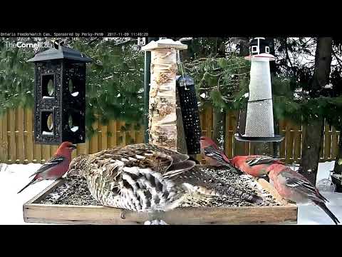 Ruffed Grouse Shares Feeder With Pine Grosbeaks – Nov. 9, 2017