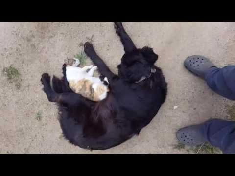 Pili the cat / Bola the dog