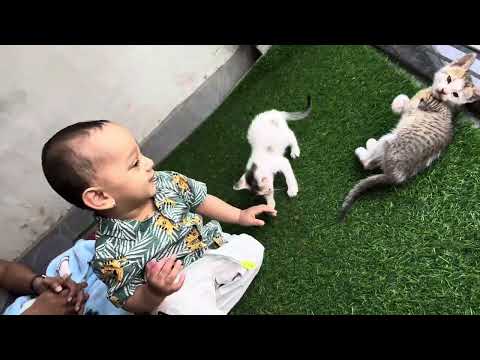 Kanishk playing with cats