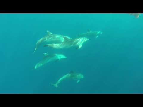 Tursiops truncatus