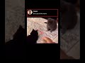 Cat escaped the matrix #shorts #matrix #cat #cats #animals #funny