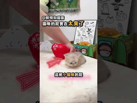 猫咪的屁实在太臭了