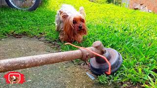 Cachorro Belinha Brigando novamente