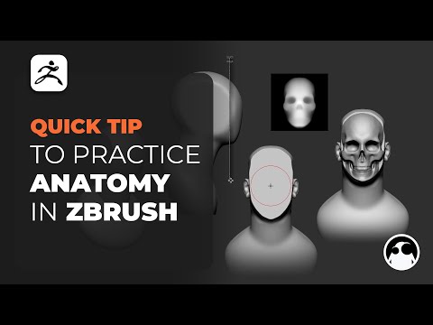 A quick tip to practice anatomy in ZBrush