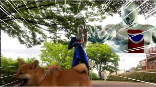 【柴犬Vlog】ペプシマンとお散歩