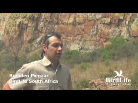 Birds guide the way for people and wildlife in South Africa