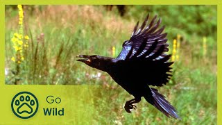 The Valley of the Ravens - The Secrets of Nature