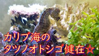 温帯性タツノオトシゴ水槽の経過報告と海底洞窟ができた話・・・（タツ海洞）