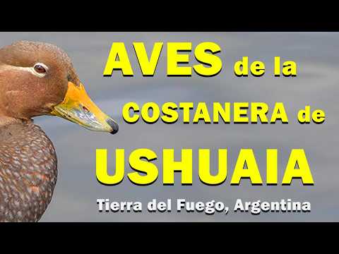 Aves de la Costanera de Ushuaia | Tierra del Fuego, Argentina