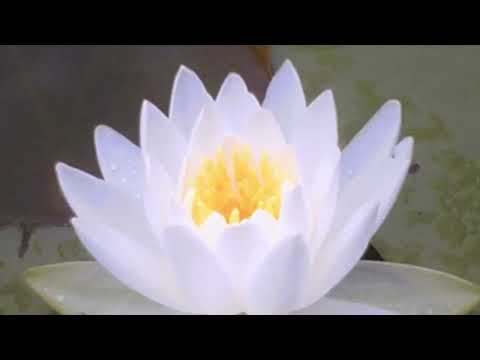 10 minutes chanting Daimoku - Very Fast