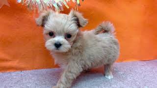 ハーフ犬の動画01