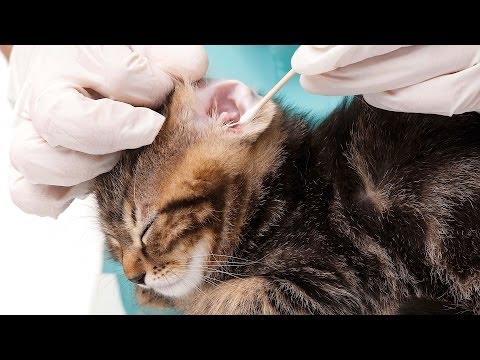 How to Groom a Cat's Eyes, Nose & Ears | Cat Care - YouTube