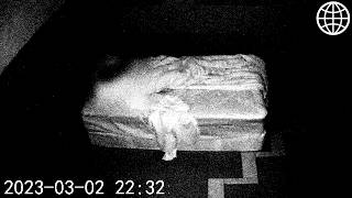 Anomalies du Web (Vol. 2) - Findings N°110