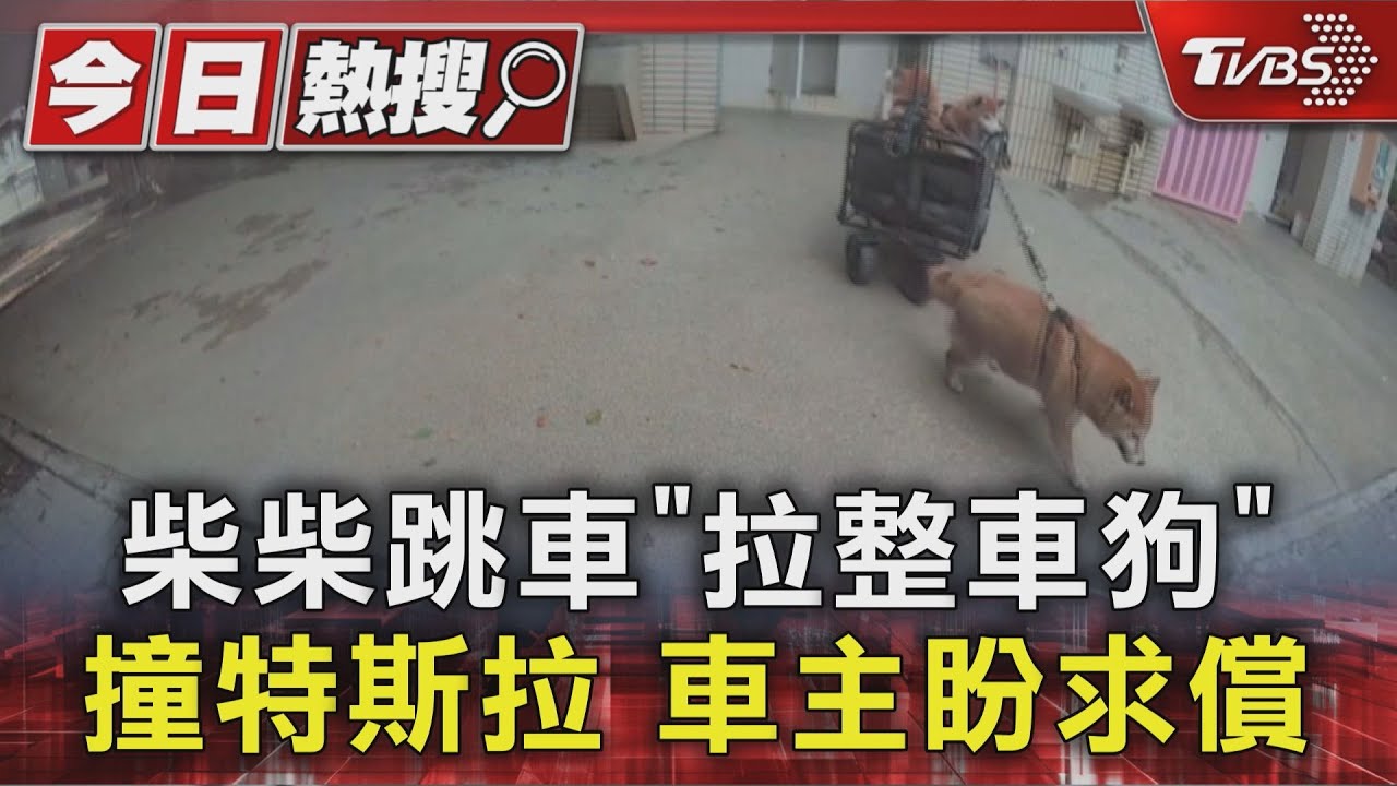 柴犬化身賽車手拉推車狂奔 撞傷特斯拉 車主盼飼主出面賠