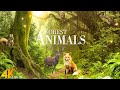 Forest Wild Animals 4k Meditation Relaxing Music Nature Soundscapes Scenic Relaxation Film