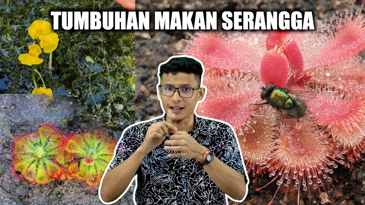 2 Tumbuhan Seharian yang Makan Binatang