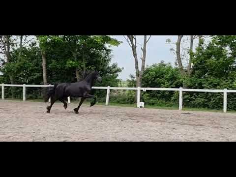 Stal Okkema's Juna - Markus x Tsjerk - Mare - 2019 - 1.64m