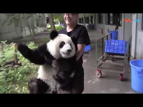 名场面回顾: 萌兰竟然会回应发箍奶爸, 太可爱了! SO CUTE: Panda Meng Lan Responds To Daddy Zhang Yue | Adorable Panda
