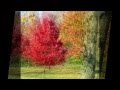 Bing Crosby-  Autumn Leaves (Lyrics)