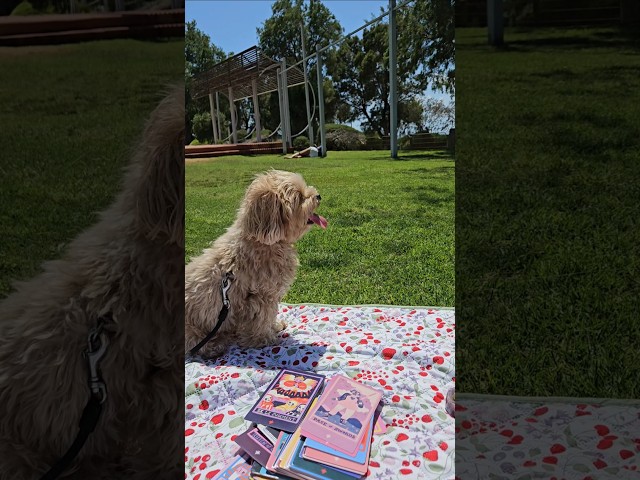 Vídeo relacionado con Smoostart 78 cartas de Tarot con guía, cartas de Tarot holográficas, juego de predicción del futuro con caja colorida para principiantes y jugadores profesionales (Versión inglesa)