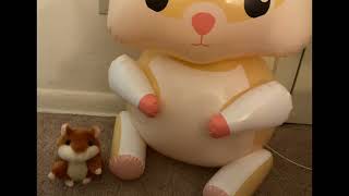 Smooge the Hamster sing Sunroof