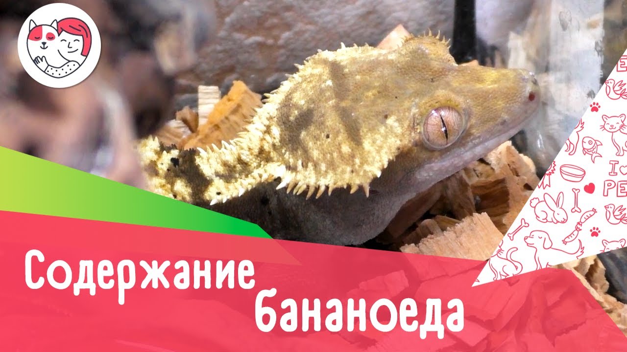 4 особенности содержания реснитчатого бананоеда