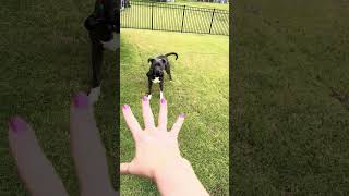 Video preview image #1 American Staffordshire Terrier-Unknown Mix Puppy For Sale in Holly Springs, NC, USA