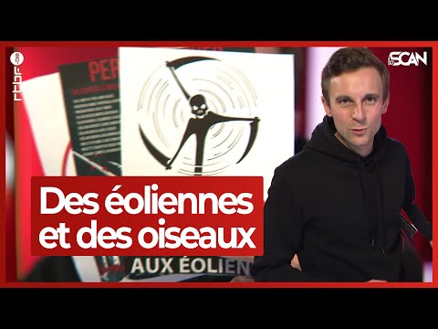 Les éoliennes sont-elles un danger pour les oiseaux ? - Le Scan