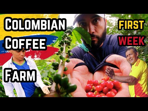 Colombian Coffee Farm Life 🇨🇴 First Week in Quindío