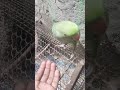 Acha Sila Diya Tune Mere Pyar Ka Bird