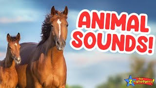 Animal Sounds for Children (24 Amazing Animals) | The Zinghoppers