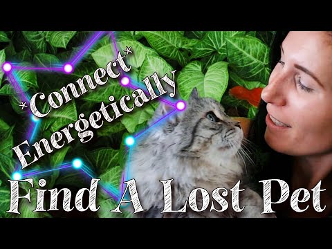 How to Find a Lost Pet - Connect With Your Pet Energetically