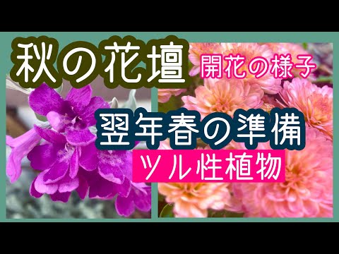プライバシーに最適なつる性植物 トピックス