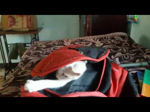 Funny cat in bag