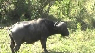 preview picture of video 'Southern African Mammals: African Buffalo in natural habitat'