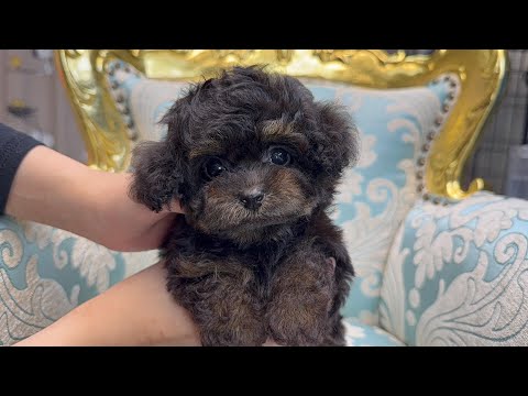 YouTube動画のサムネイル