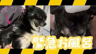 【事件】あずき、ペンキまみれで緊急お風呂