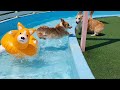 2020 Corgi Pool Picnic