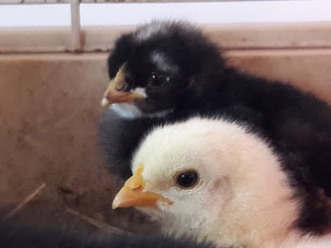 Was fressen Küken? - Das kann man Küken füttern | Hühnerhaltung Tutorial