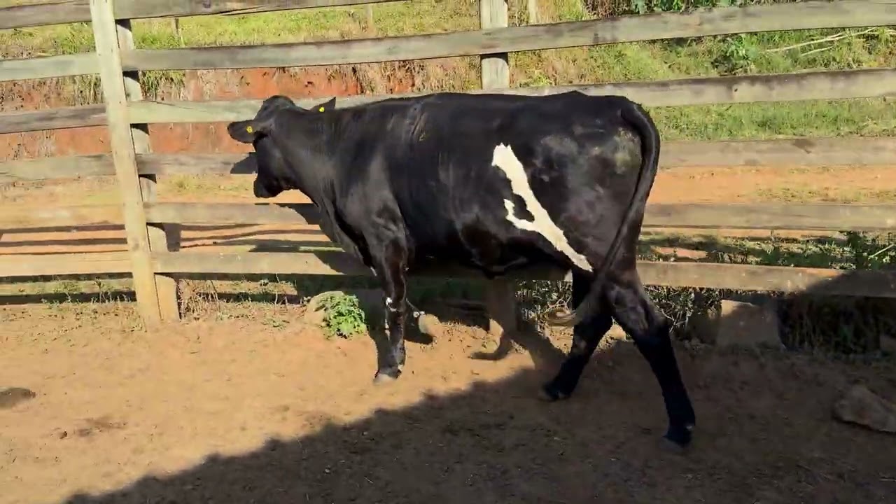 LOTE 84
