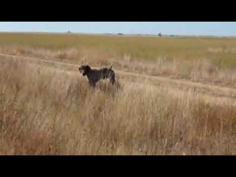 CAZA de CODORNIZ. DOBLETE con Cobain de la Ron Bonviedro. – bonviedro.com