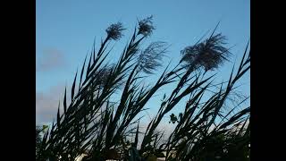 Ocurre, Alberto Plaza