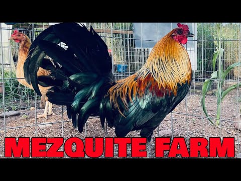 Beautiful Birds Pablo Lopez Mezquite Farm